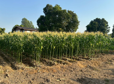 นายสุทธิศักดิ์ โภคาพานิช สหกรณ์จังหวัดสิงห์บุรี ... พารามิเตอร์รูปภาพ 5