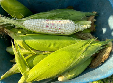 นายสุทธิศักดิ์ โภคาพานิช สหกรณ์จังหวัดสิงห์บุรี ... พารามิเตอร์รูปภาพ 8