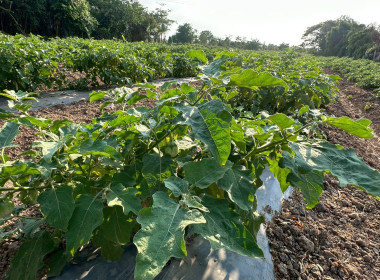 นายสุทธิศักดิ์ โภคาพานิช สหกรณ์จังหวัดสิงห์บุรี ... พารามิเตอร์รูปภาพ 6